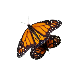 2 monarchs perched